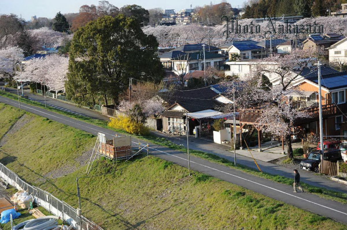 桜　2008